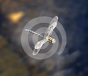 Blue and brown dragonfly flying