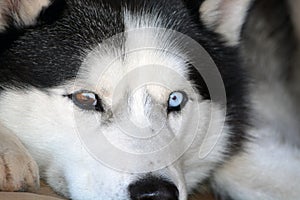 Blue & Brown Eyed Siberian Husky