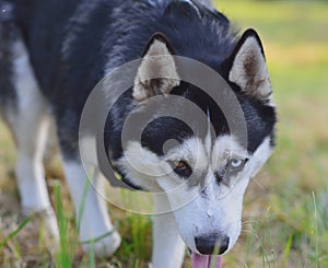 Blue and brown eyes husky dog