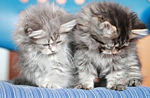 Blue and brown puppies of siberian breed