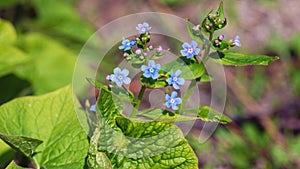 Blue Brunnera macrophylla flowers in the garden. photo