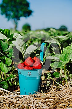 Blue bucket full of fresh pick juicy strawberries on a field on sunny day. Green foliage leaves in background