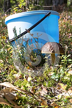 A blue bucket with mushroom cep boletus edulis growing among a grass.