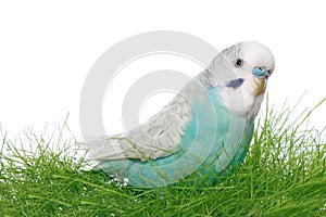 Blue budgerigar