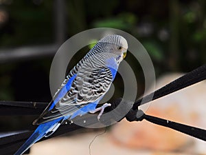 Blue budgerigar bird