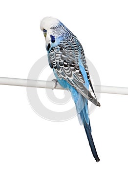 Blue Budgerigar bird in front of wite background