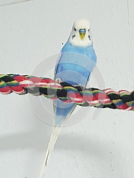 Blue budgerigar