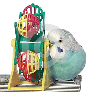 Blue budgerigar on a cage