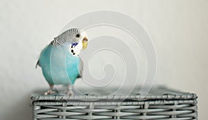 Blue budgerigar on a gray basket on a white light background