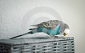 Blue budgerigar on a gray basket on a white light background. parrot beaks the basket