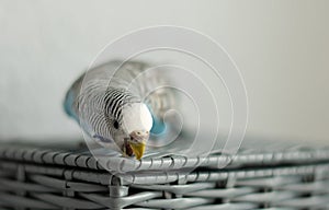 Blue budgerigar on a gray basket on a white light background. parrot beaks the basket