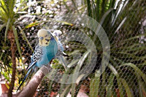 Blue budgerigar Melopsittacus undulatus partot bird captived in a cage