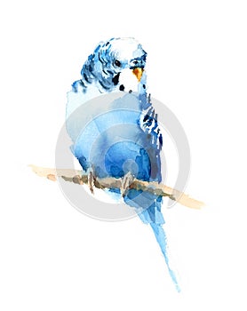 Blue Budgerigar Parakeet Watercolor Exotic Bird Illustration Hand Drawn