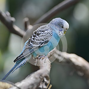 Blue Budgerigar