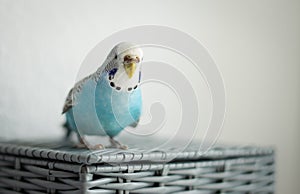 Blue budgerigar sitting on a gray basket on a white light background