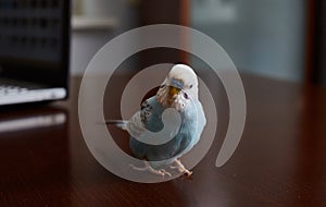 Blue budgerigar is sitting on the table