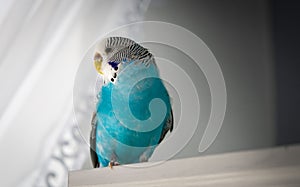 A blue budgerigar sitting on a white shelf. the parrot looks out the window