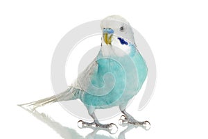 Blue Budgerigar on white background