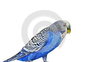 Blue Budgerigar on white background. Blue budgie close up shot. Budgerigars isolated.