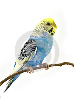 Blue budgerigars bird