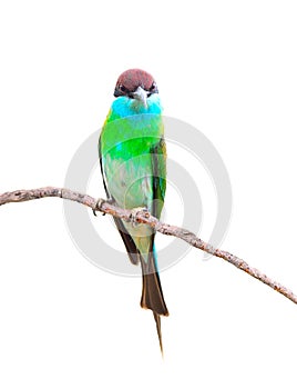 Blue budgerigars bird