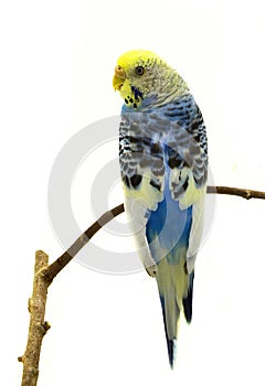 Blue budgerigars bird