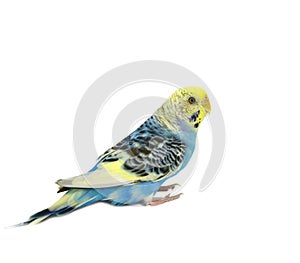 Blue budgerigars bird