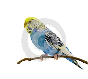 Blue budgerigars bird