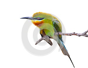 Blue budgerigars bird