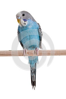 Blue budgie