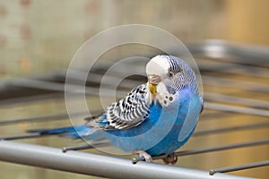 Blue budgie