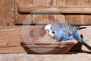 Blue budgie photo