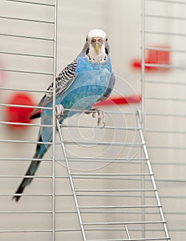 Blue budgie