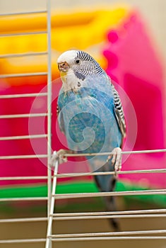 Blue budgie