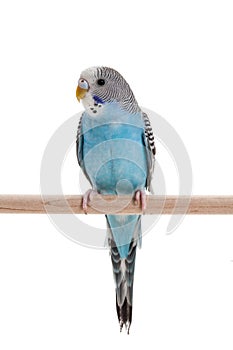 Blue budgie