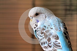 Blue budgie baby bird