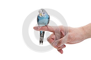 Blue budgie bird