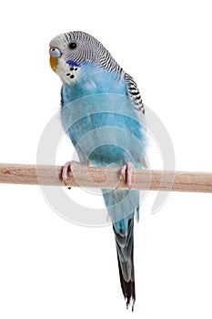 Blue budgie bird