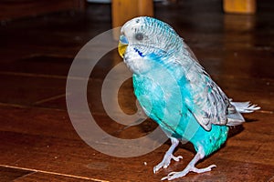 Blue budgie bird