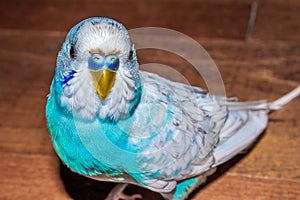 Blue budgie bird