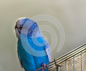 Blue budgie bird on cage