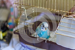 Blue budgie bird on cage