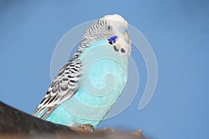 Blue Budgie bird Portrait