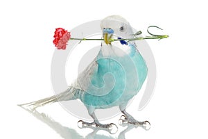 Blue budgie with a carnation