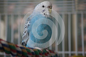 Blue Budgie on colorful perch.