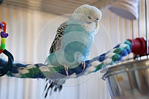 Blue budgie on colorful rope perch