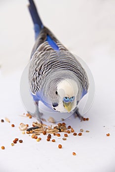 Blue budgie eats grains on a white background