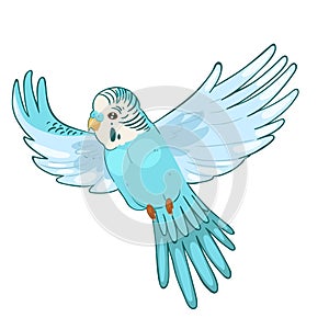 Blue budgie in flight isolated on white background. Vector graphics