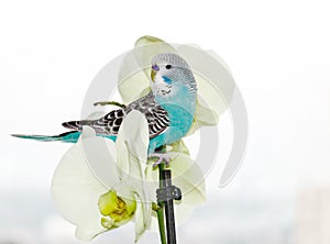 Blue budgie in flowers on a light background