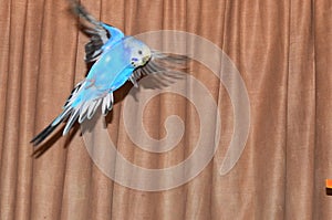 Blue budgie flying.